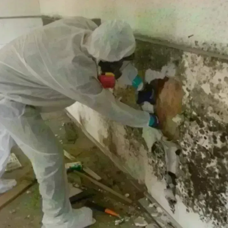 Mold Remediation and Removal in Iraan, TX